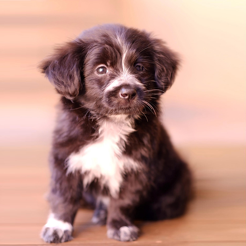 Little Black Dog